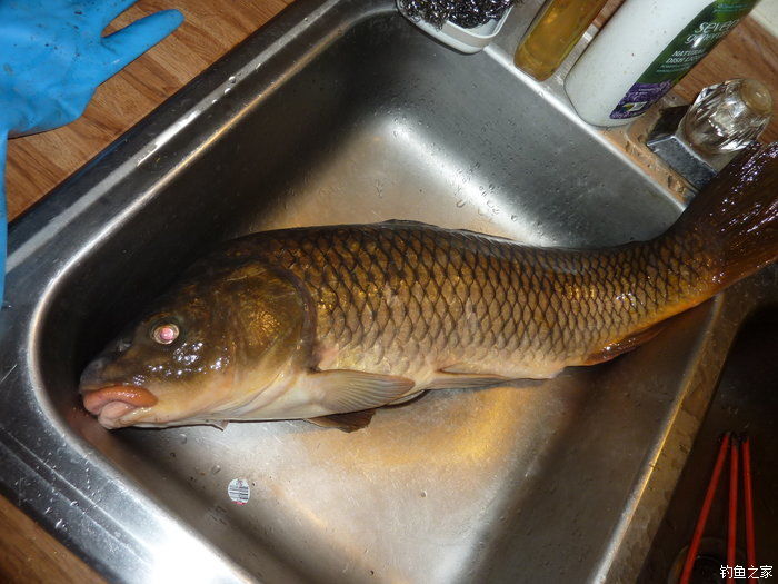 十全武功秘籍,十全大补汤钓鱼