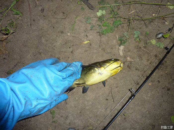 十全武功秘籍,十全大补汤钓鱼