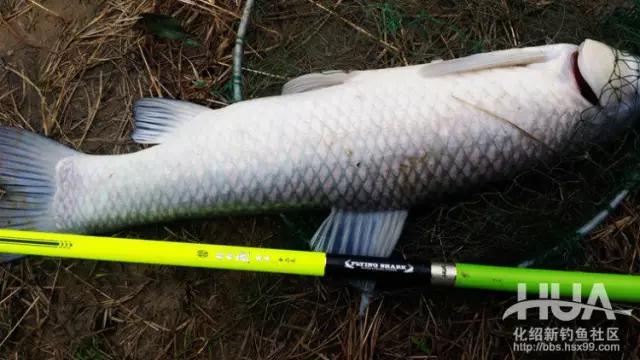 化氏飞鲨三代开光,化氏飞鲨大物抄网竿