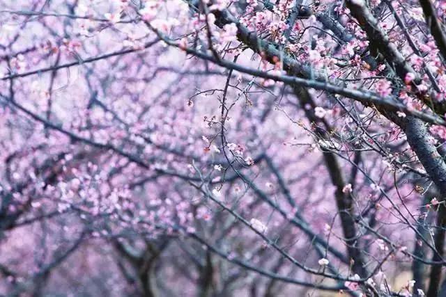 丽江拉市海梅花,丽江拉市海风景也很美