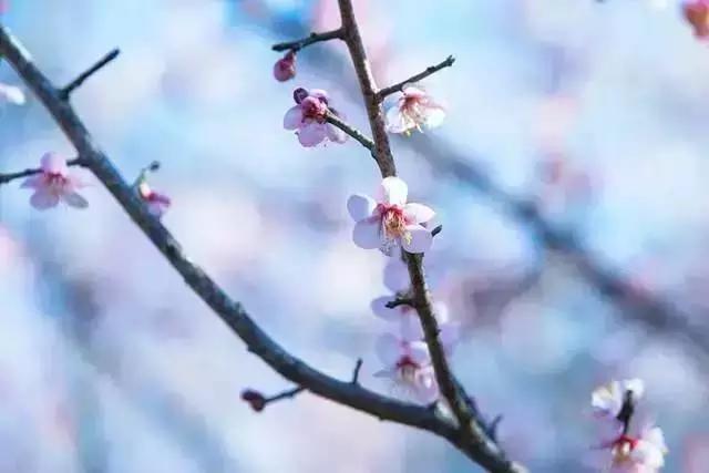 丽江拉市海梅花,丽江拉市海风景也很美