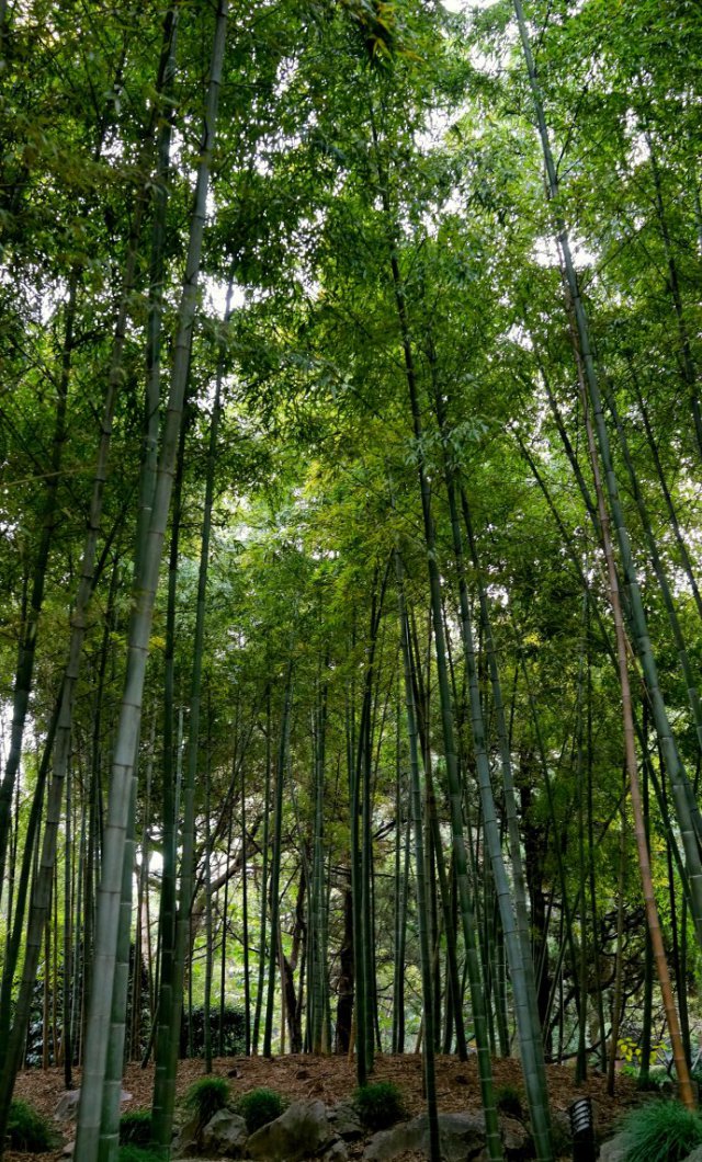 探索上海,上海西郊宾馆地址