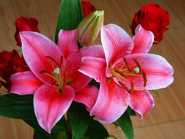 118朵花这个数字有什么寓意,118种花的花语合集图片