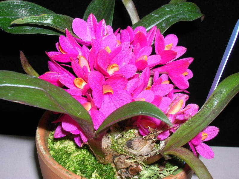 118朵花这个数字有什么寓意,118种花的花语合集图片