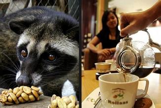 最好的猫屎咖啡,精品猫屎咖啡豆