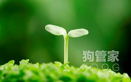 怎么区分优劣狗粮,什么是狗粮天然粮