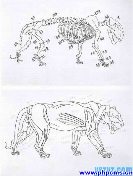 工笔虎技法,工笔虎教学
