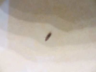 家里门上有小虫子怎么办,门套里的虫怎么处理