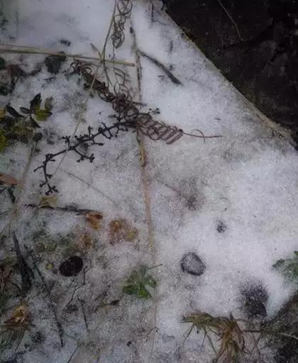 东莞第一场雪哪一年,东莞哪一年下过雪