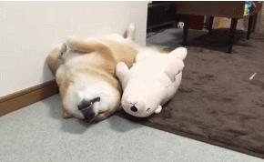 日本网友家的柴犬最爱抱着自己的玩具熊一起睡简直萌翻了