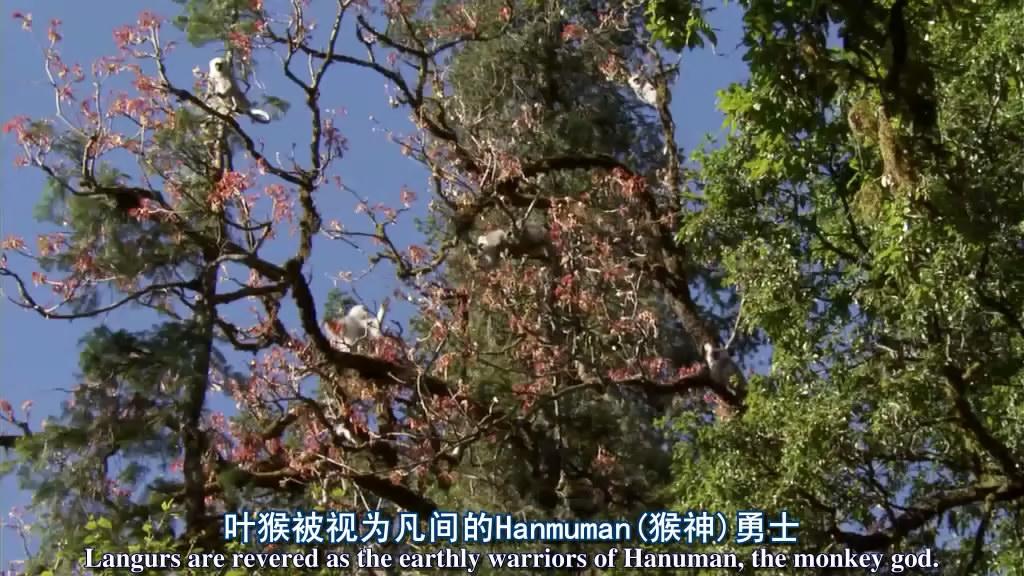 哪些高品质的纪录片值得一看,推荐几部好看的纪录片