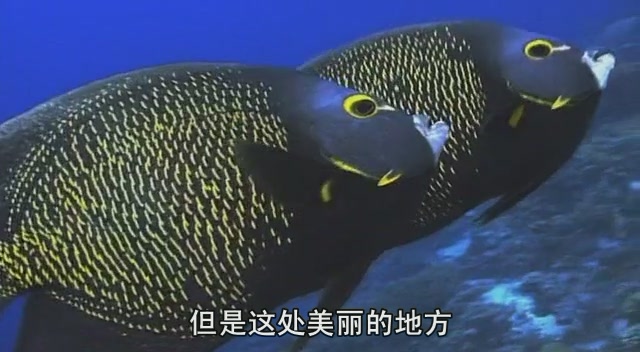 哪些高品质的纪录片值得一看,推荐几部好看的纪录片