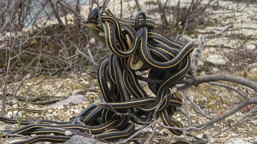 雄性生殖器为何千奇百怪？