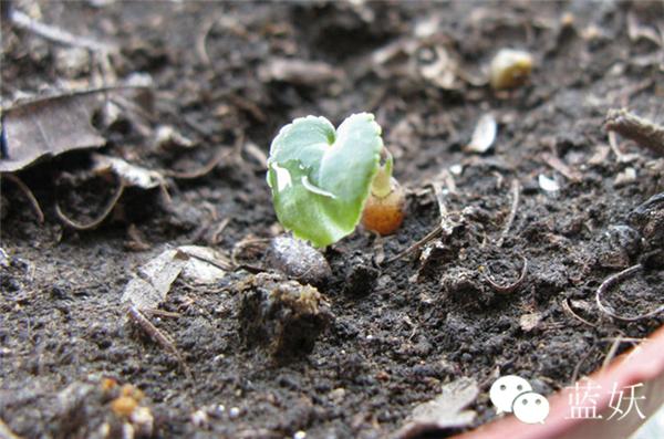 仙客来叶子边缘发黄怎么办,仙客来叶子发黄补救方法