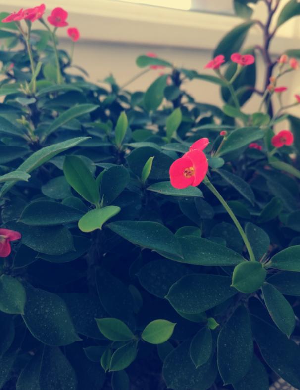 大屏华为mate8性能依旧坚挺,华为mate8经典