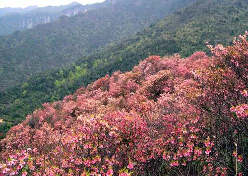 大明山海拔多少米,大明山海拔高