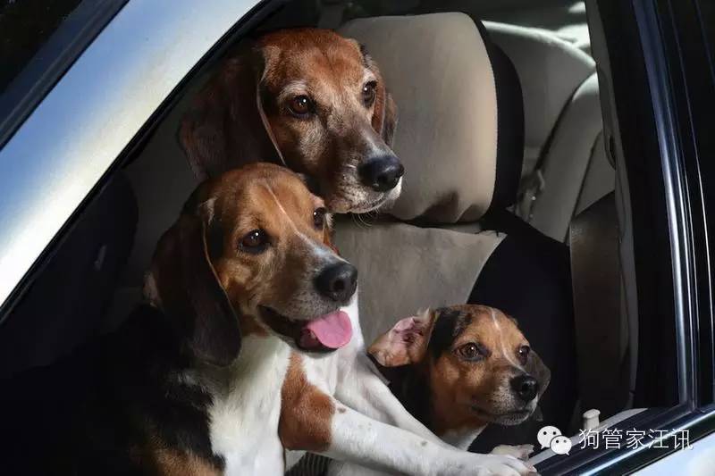 详解带狗狗出行的攻略,带狗狗短途出门需要带什么自驾游