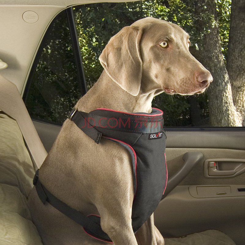 详解带狗狗出行的攻略,带狗狗短途出门需要带什么自驾游