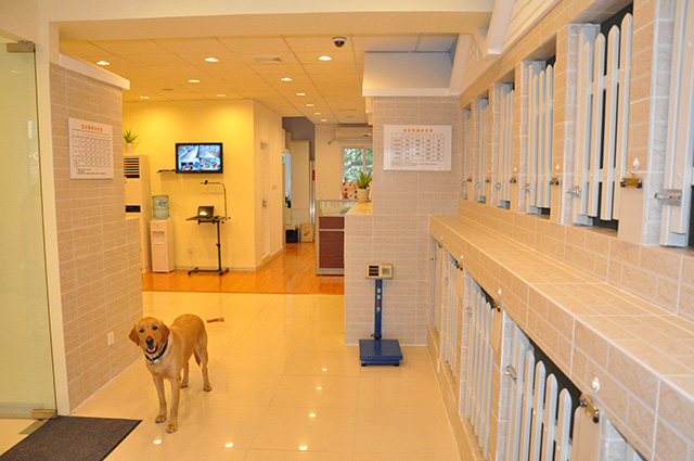 详解带狗狗出行的攻略,带狗狗短途出门需要带什么自驾游