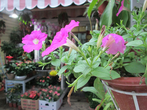 599元5g手机性价比排行,性价比手机1000元左右拍照