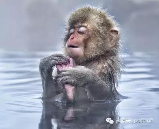 家养小宠物猴,养刚生下来的小猴子当宠物