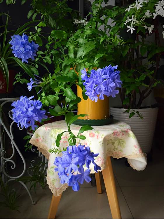 每日一花的花语,蓝雪花花语不离不弃