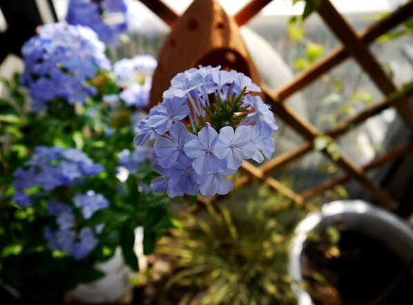 每日一花的花语,蓝雪花花语不离不弃