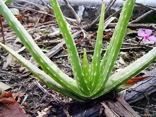 芦荟可以直接用来美容吗,芦荟只有好处吗没有坏处吗