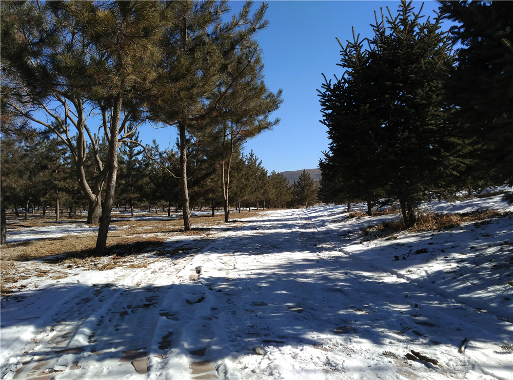 华为麦芒4有白色吗,测评华为麦芒4