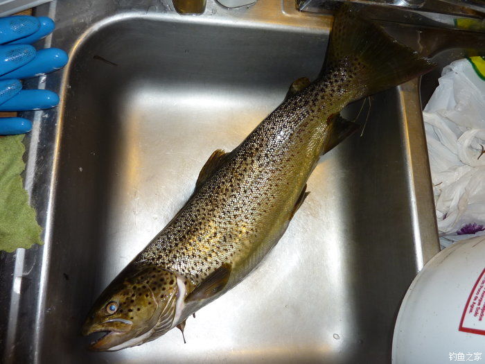 十全武功秘籍,十全大补汤钓鱼