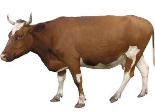 梦见卖牛是什么预兆和意味着什么,梦到牛是不是预示着怀孕