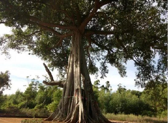 足荣村基本情况,足荣村靠近哪个村