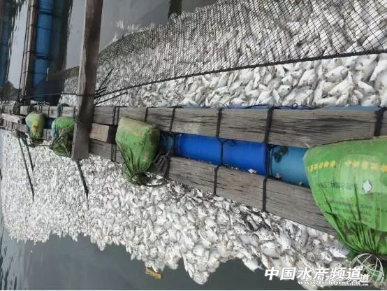 淡水鲳鱼多少钱一斤今日鱼价,金鲳鱼大量死亡