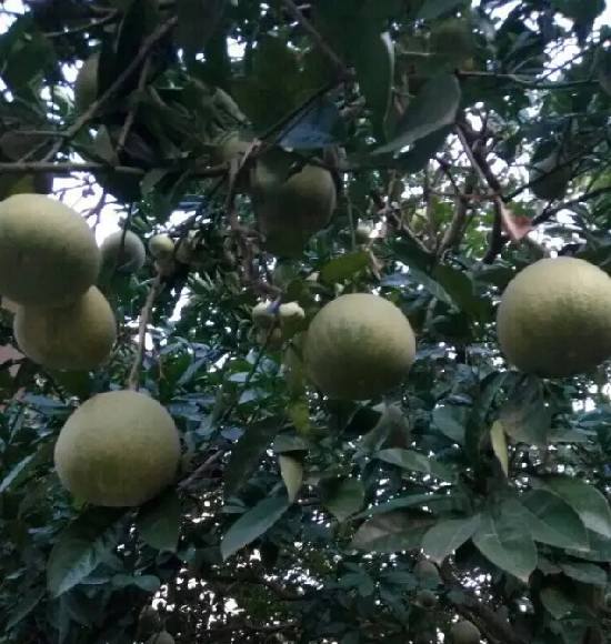 足荣村基本情况,足荣村靠近哪个村