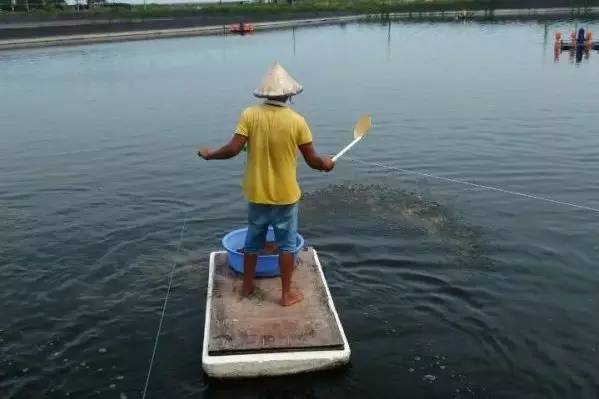 虾白便最佳治疗方法,虾的白便怎么防治