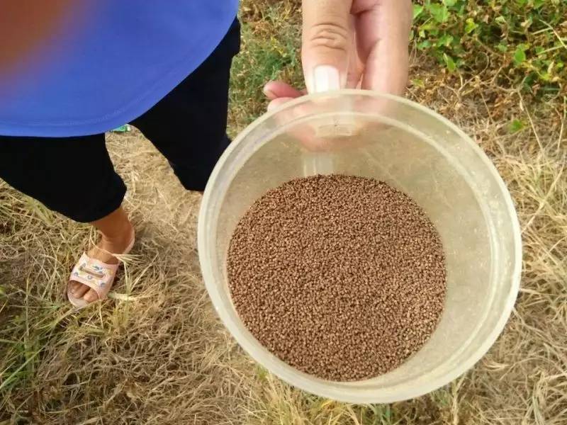 虾白便最佳治疗方法,虾的白便怎么防治