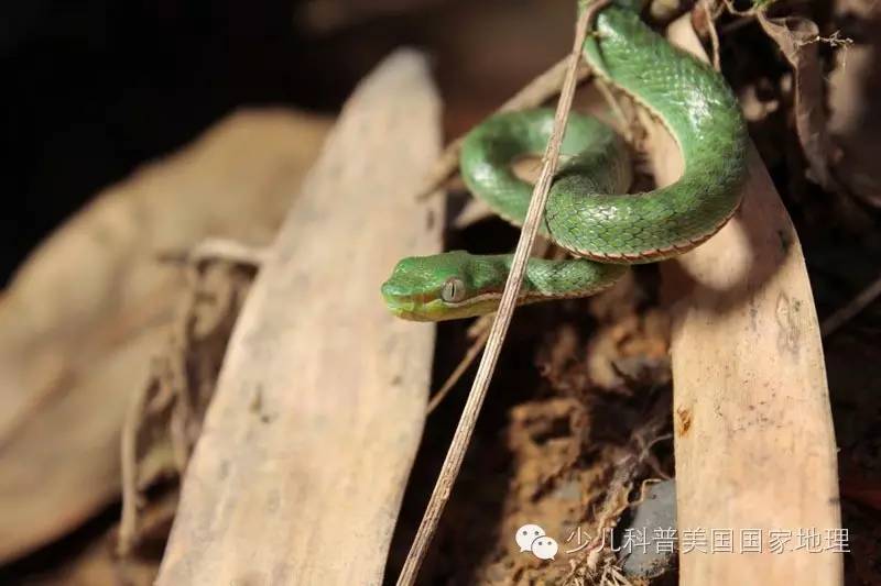 当放生变成一场生存游戏