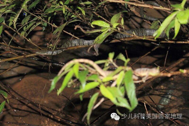 当放生变成一场生存游戏