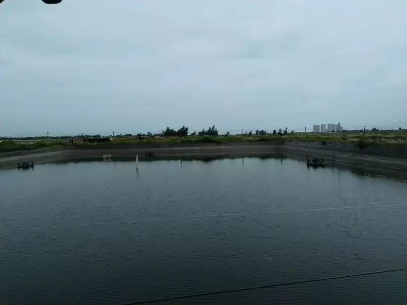 虾白便最佳治疗方法,虾的白便怎么防治