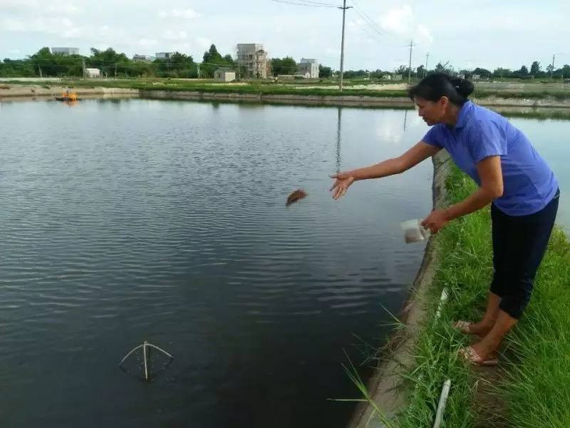 虾白便最佳治疗方法,虾的白便怎么防治