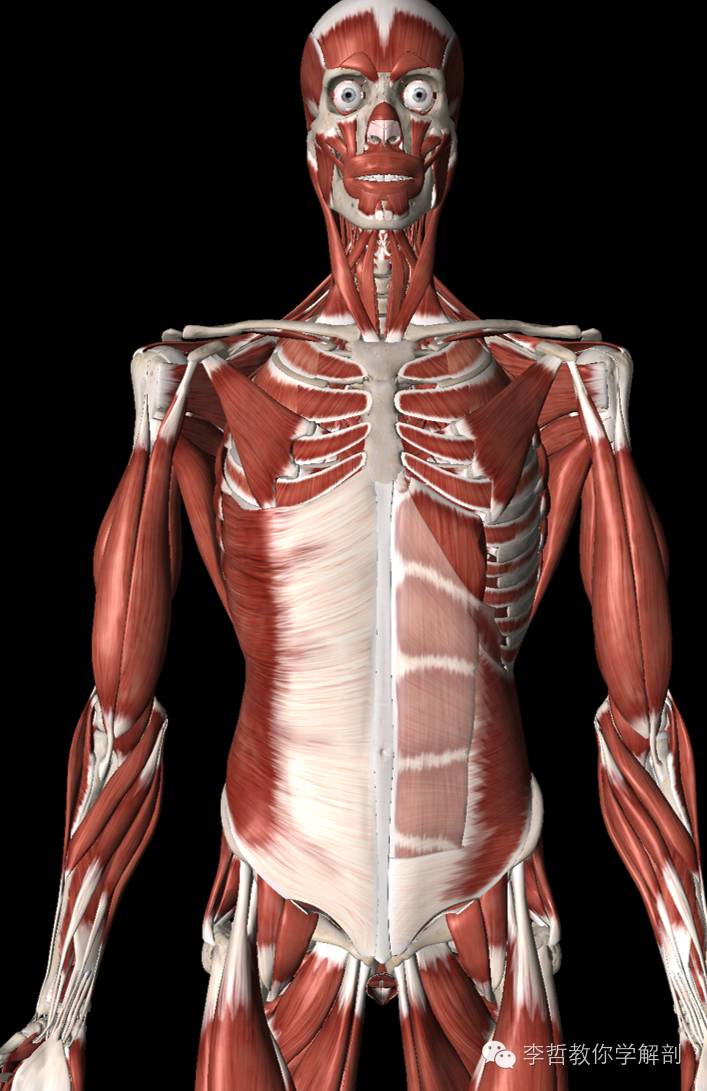 腰痛腹横肌痛,腹壁肌疼痛症状