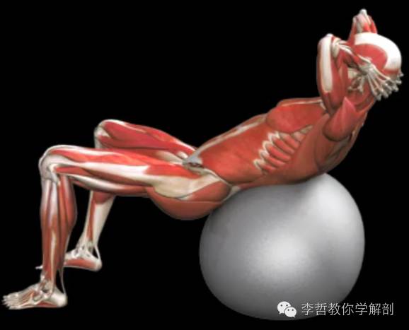 腰痛腹横肌痛,腹壁肌疼痛症状