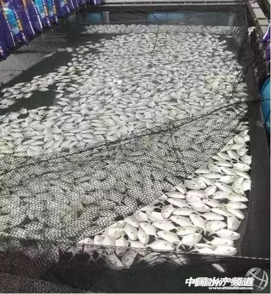 淡水鲳鱼多少钱一斤今日鱼价,金鲳鱼大量死亡