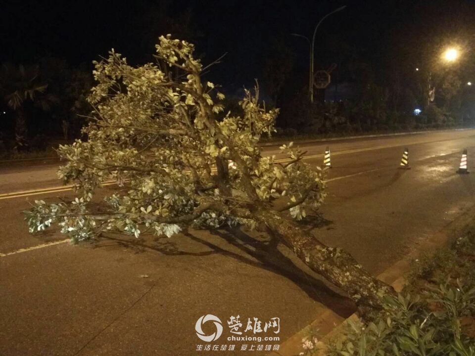 楚雄昨晚狂风大作电闪雷鸣，绿化植被损失惨重，小鸟尸横遍野