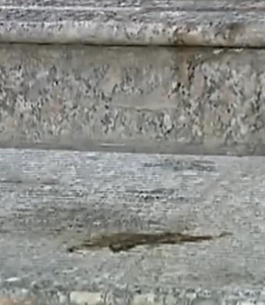 某小区业主打流浪狗,物业打小区流浪狗