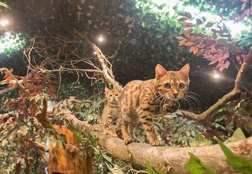 日本猫咖啡店,孟加拉猫咖啡