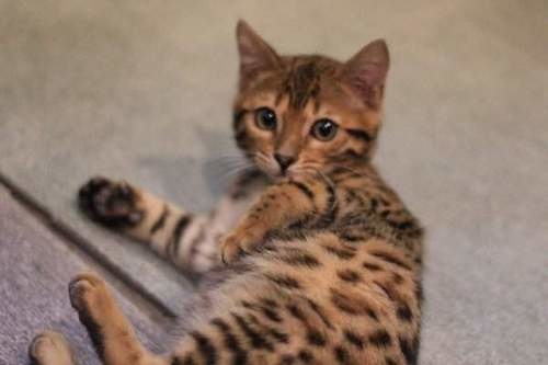 日本猫咖啡店,孟加拉猫咖啡