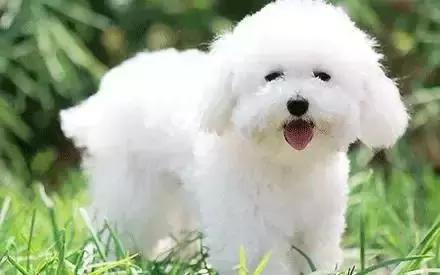 狗狗可爱的视频1-3岁,可爱的狗狗的视频免费看