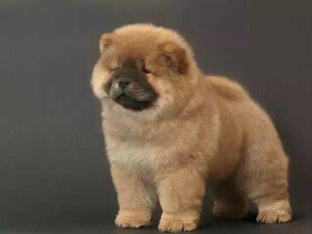 狗狗可爱的视频1-3岁,可爱的狗狗的视频免费看