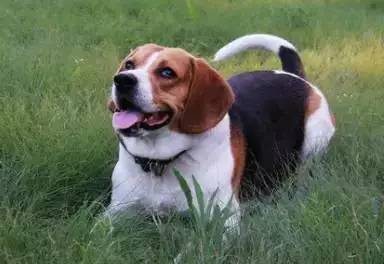 各种狗的身价排行榜,宠物狗什么狗最便宜还好看